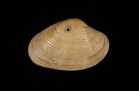 藏品(大橫簾蛤)的圖片